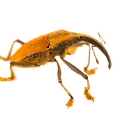 Información, respuestas, fotos y datos curiosos de los insectos y sus amigos. ¡Ayudando a preservar la biodiversidad de insectos, un tuit a la vez!