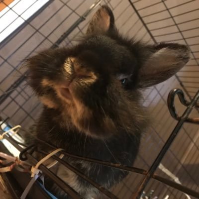 res_rescutes's profile picture. adopt don’t shop