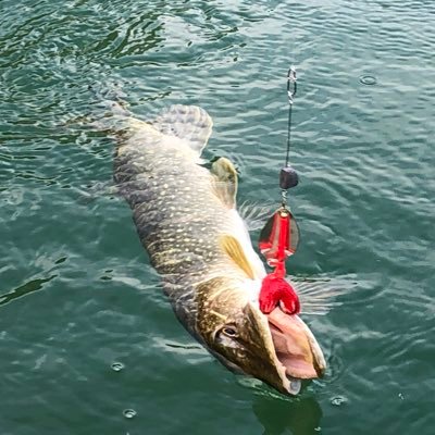 sandrofishing's profile picture. 