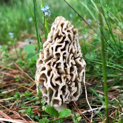 Biol240_2019 Profile