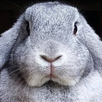 OBDsity | Bunnies in a Bun Danceさんのプロフィール画像