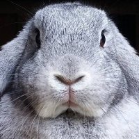 OBDsity | Bunnies in a Bun Dance 🐰✖6️⃣(@obdsity) 's Twitter Profile Photo