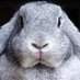 OBDsity | Bunnies in a Bun Dance (@obdsity) Twitter profile photo