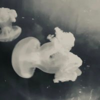 The Grey Jellyfish (@jellyfishgrey) 's Twitter Profile