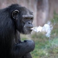 thedrunkenmonkey (@thedrunkenmonk2) 's Twitter Profile