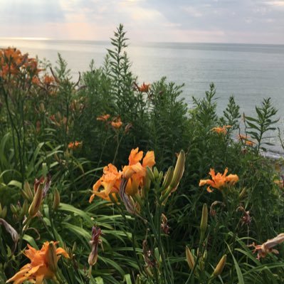 lindaschell2's profile picture. Advocate for the power of stories, sustainability, civics, journalists, bees, elephants, and mostly empathy | tweets are my own