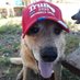 Conservative Bill (@trumpist2) Twitter profile photo Conservative Bill (@trumpist2) Twitter profile photo