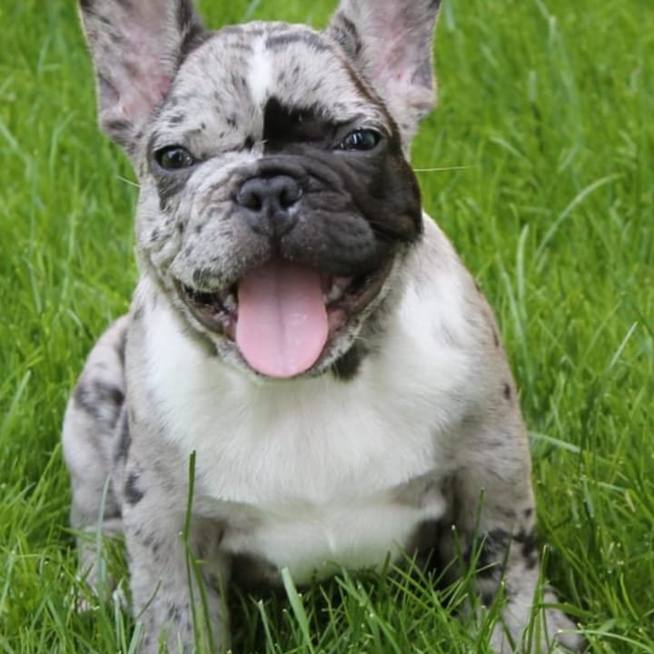 English/ French bulldog breeder exotic bully breeder