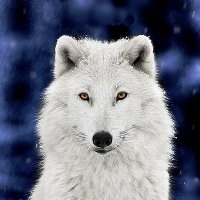 Silver Wolf(@pl4et) 's Twitter Profile Photo