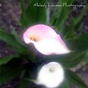 Melody Lawson - @MelodyLPhoto - Twitter