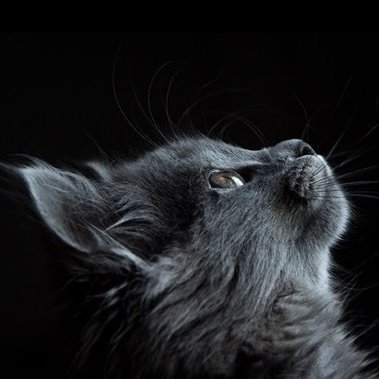 JunoDev7's profile picture. 