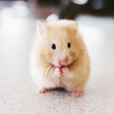 We love Hamster