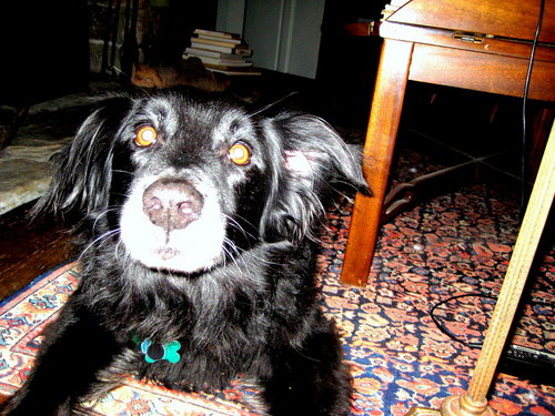 dumped in ridgeville, SC., now living with mistress in rural CT. issues with food, barking, territory, angst.  one friend, galena, miss perfect, the labrador.