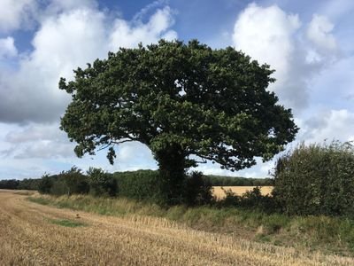 These oaks stand for the wildlife and community, the past and future of a West Sussex village named Binsted. (Occasional) tweets by Tom.