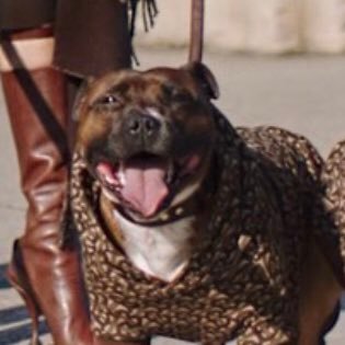 Kentstars Staffordshire Bull Terriers