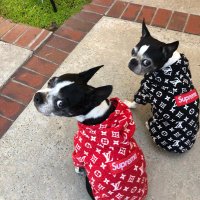 Dog Adventures Of 2 Boston Terriers(@Chloe__Claire) 's Twitter Profile Photo