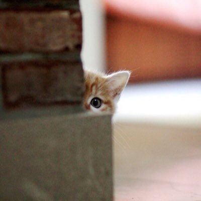 pfcortex's profile picture. 