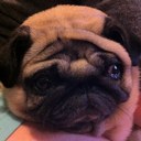 Damian Ball - @666Gizmopug666 - Twitter