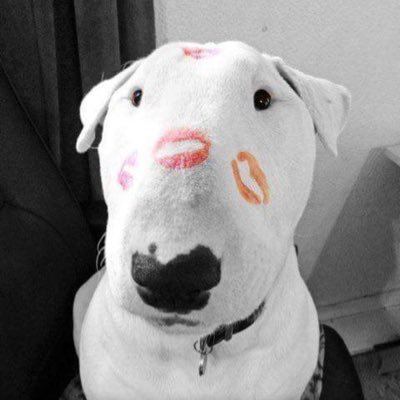 achtung_bambino's profile picture. Proud Mum to two beautiful English Bull Terriers.  Interested in all things that make life better and strive to live with those that don't.