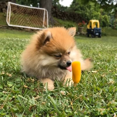 NicoDaPom's profile picture. 