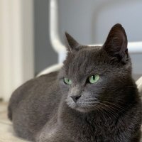 JK Meowling (@jk_meowling1) 's Twitter Profile