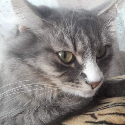 伊角 Heissez Twitter 伊角 Heissez Twitter