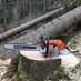 manwithstihl (@manwithstihl) Twitter profile photo manwithstihl (@manwithstihl) Twitter profile photo