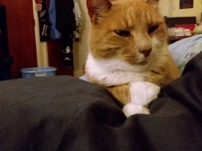 LisaRiddel's profile picture. Just a quirky person who loves reading, drnking coffee, staying home and playing wow.