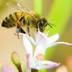 CERTIFIED BEE POLLEN - @TRUEBEEPOLLEN - Twitter