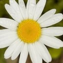 Eliza Broughton - @keeponpopin - Twitter