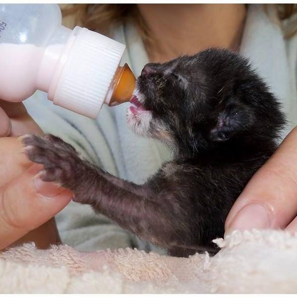 Maternidad de gatitos lactantes.