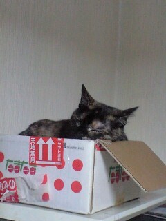 adapi2pipipipi5's profile picture. 