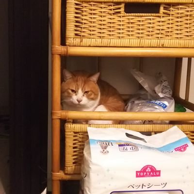 猫の名前がシナとラッキー君です Brn9wlhrzdbefr8 Twitter 猫の名前がシナとラッキー君です Brn9wlhrzdbefr8 Twitter