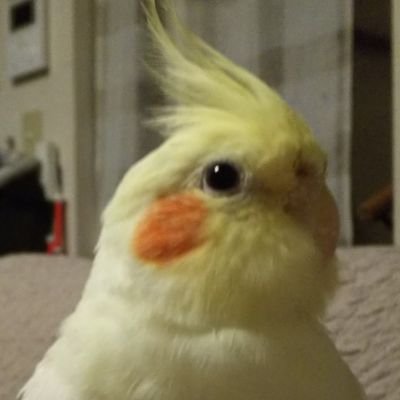 インコとワンコとプラモとカープを愛する栃木県民ですがなにか？(。-∀-)
現在セキセイ4羽ジャンボ１羽オカメ8羽その他金魚とメダカとドジョウと暮らしてます( ￣▽￣)