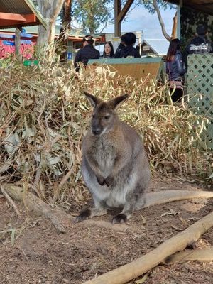 might be a HKU journalism student or a Kangaroo