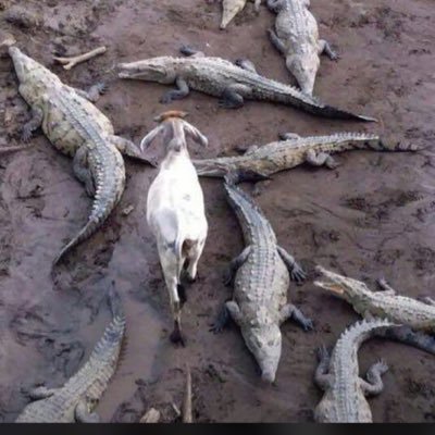 we gon b oraet' quite oraet! •Politics // MD