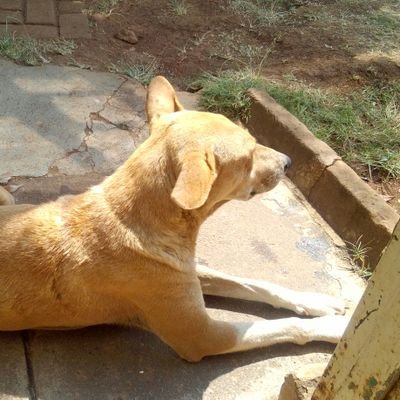 Everlyne_oduorr's profile picture. community volunter who is ambitious to better her own world in amazing ways.