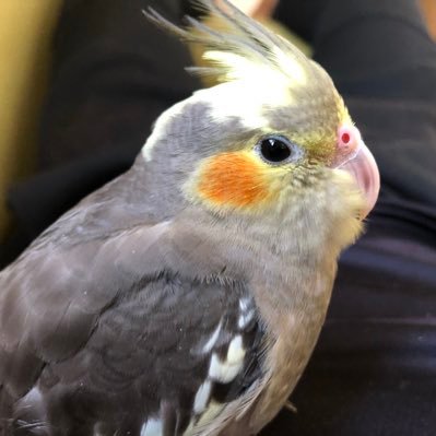 オカメインコのおみ太郎 Eotxez0mp2gtvwa Twitter オカメインコのおみ太郎 Eotxez0mp2gtvwa Twitter