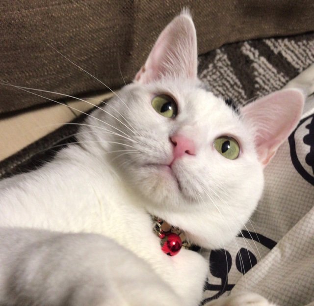 Moana_Mtg's profile picture. 統率者始めました