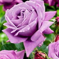 jonathan lange 💞❣️🦋 (@lange69) 's Twitter Profile