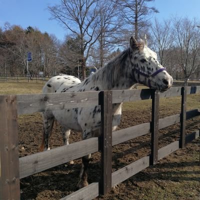 blue_alcedo's profile picture. 