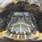 TurtleWorldBlog's profile picture. #Internet Marketer,#Turtles, #Turtle,#Tortoise,#Pet Turtles,#Red Ear Slider Turtle,#Box Turtle,#Sea Turtle,#Baby Turtle,#Turtle Book,# Turtle Guide,#Tortoise,WP
