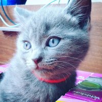 catpawcinos(@catpawcinos) 's Twitter Profile Photo