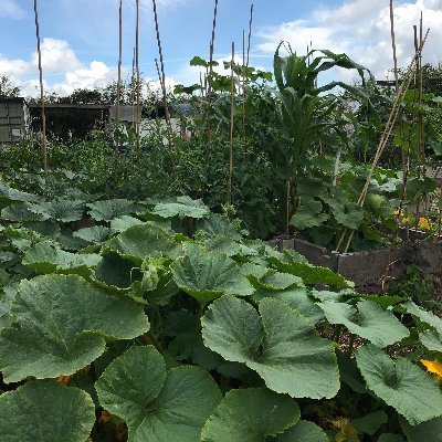 Community growing in N17, Lordship Rec. Near Broadwater Farm. Passionate about gardening and your local community? Come and join us.