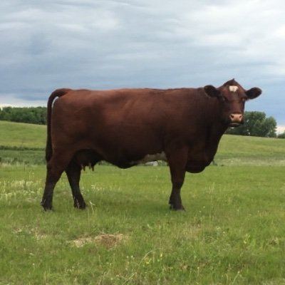 4th Generation Poplar Park Shorthorn Breeder, raising purebreds in a commercial setting. Avid volunteer, CCA, Tech. Ag