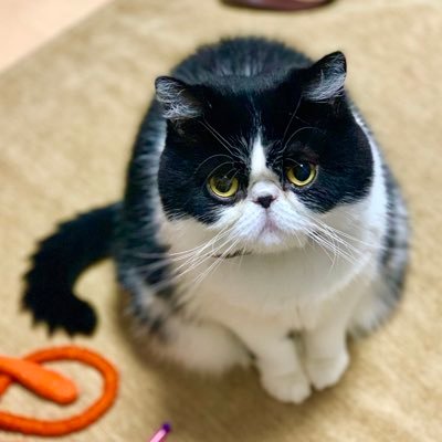 𝕞𝕚𝕤𝕠𝕜𝕒𝔹𝕆 かわいいお顔 エキゾチックショートヘア 猫
