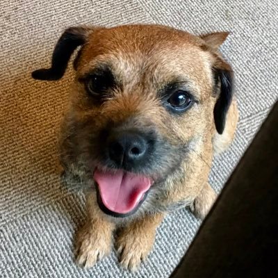 I’m teaching humans to enjoy simple life. Get out every day for walkies, eat 2 meals & couple of snacks, drink water, play with pals, cuddle, sleep. #BTPosse