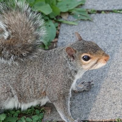 NekoNoNiji's profile picture. はじめまして！Sevです。日本語を勉強しています。下手ので、直してください。がんばります！ :3

🏳️‍🌈