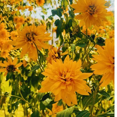 _ReedSchmidt's profile picture. https://t.co/CvxRfZJtv8