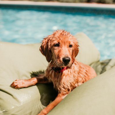 Willa the golden retriever. Living my best life.